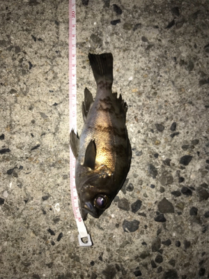 メバリング 短時間