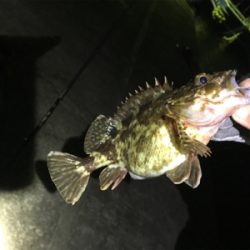 初邪道エギング!