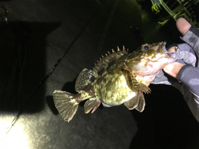 初邪道エギング!