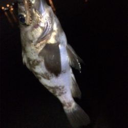 マリンピア沖洲のメバル