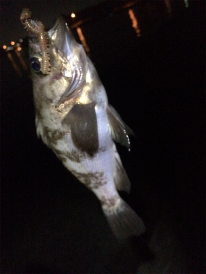 マリンピア沖洲のメバル