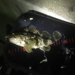 2夜連続メバリング