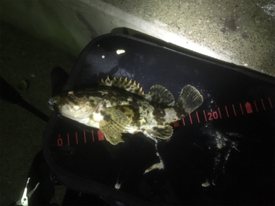 2夜連続メバリング