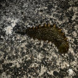 ありがとうガッシー