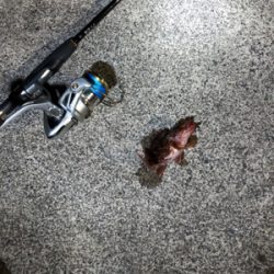 ロックフィッシュゲーム