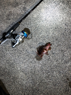 ロックフィッシュゲーム