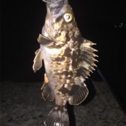 タケノコメバルっぽいけど、違う気がする!