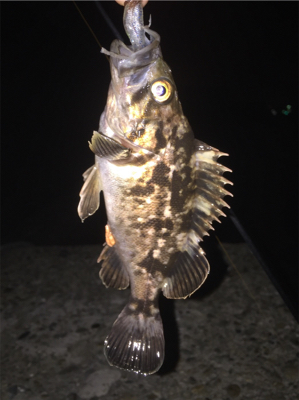 タケノコメバルっぽいけど、違う気がする!