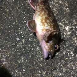 新プラブ入魂ライトゲーム