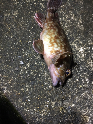 新プラブ入魂ライトゲーム