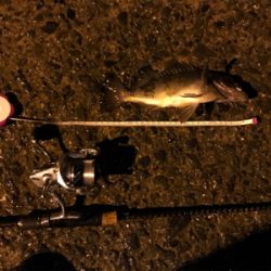 御所浦ライトゲームリベンジ②