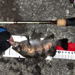 メバリングで岬〜泉南ランガン！