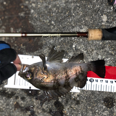 メバリングで岬〜泉南ランガン！