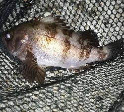 ナイトメバリング