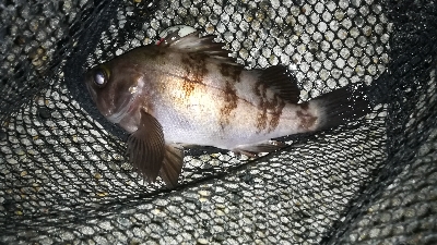 ナイトメバリング