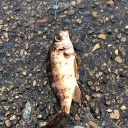 極寒のロックフィッシュゲーム