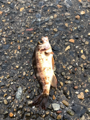 極寒のロックフィッシュゲーム