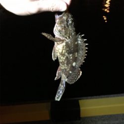 御所浦ライトゲームリベンジ③