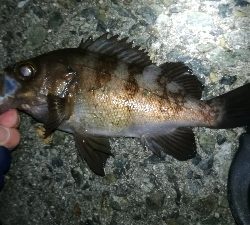 ナイトメバリング