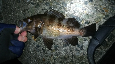 ナイトメバリング