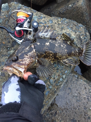 タケノコ1本‼️…