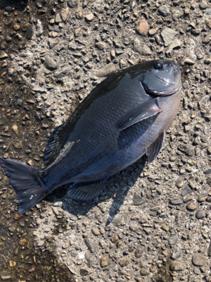 見老津で寒グレ狙い