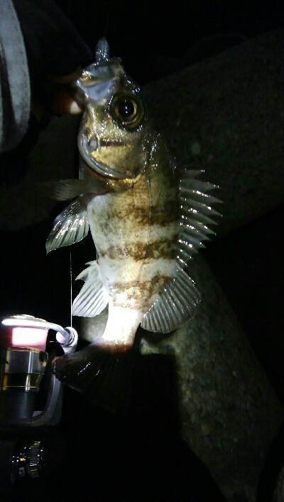 極寒メバルプラッキングゲーム