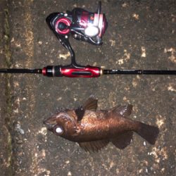 メバリング良好