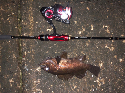 メバリング良好