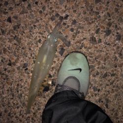 ヤリイカ二回戦