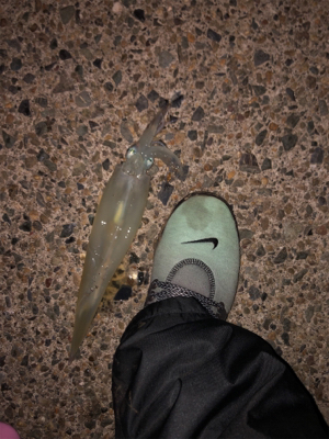 ヤリイカ二回戦