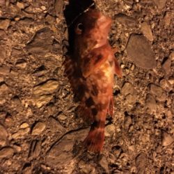 サビキとマイクロテンヤ