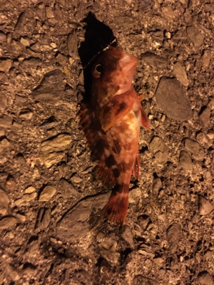 サビキとマイクロテンヤ