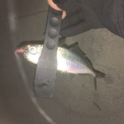 アジング‼️カマシング??