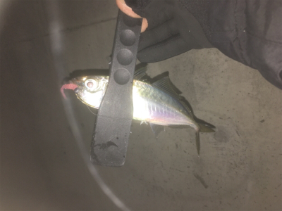 アジング‼️カマシング??