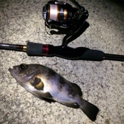 ガシラとメバル