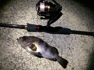 ガシラとメバル