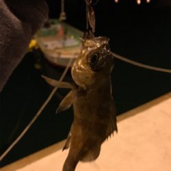 牛深ライトゲーム①