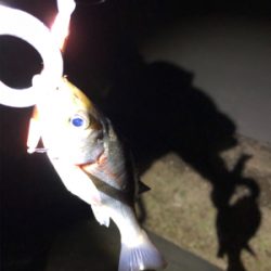 バチ、、、抜け？