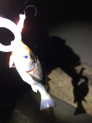 バチ、、、抜け？