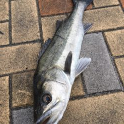 小雪が舞う中エビ撒き