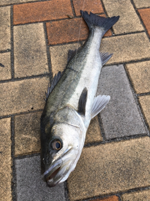 小雪が舞う中エビ撒き