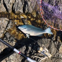 寒グレ釣り