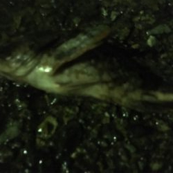 大荒れライトゲーム