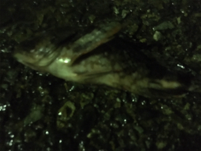 大荒れライトゲーム