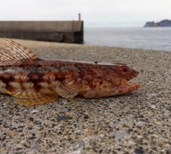 メーターオーバーヤガラ祭り