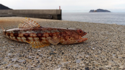 メーターオーバーヤガラ祭り