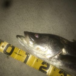 やっと今年初シーバス！