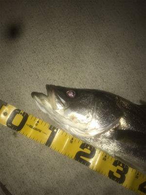 やっと今年初シーバス！