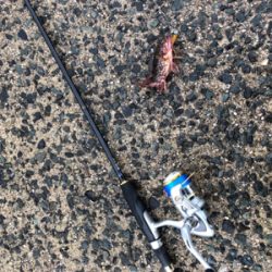 カサゴは裏切らない